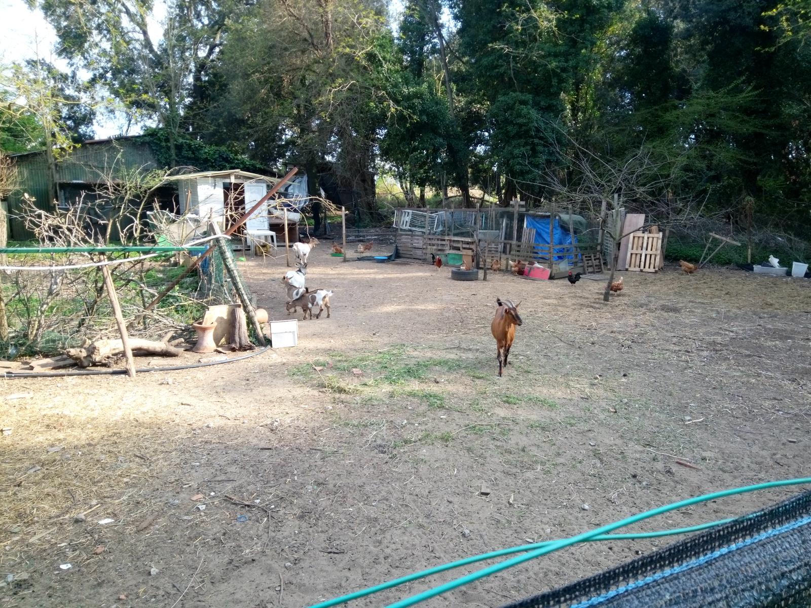 Marina di Pisa - foto 4