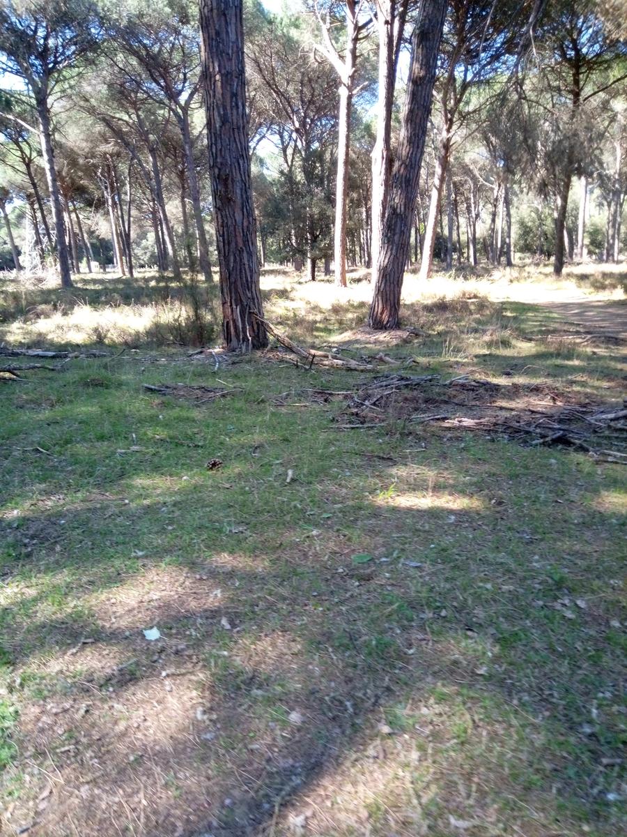 Parco Naturalistico di San Rossore.