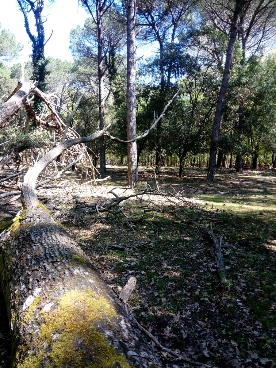Parco Naturalistico di San Rossore. - foto 2