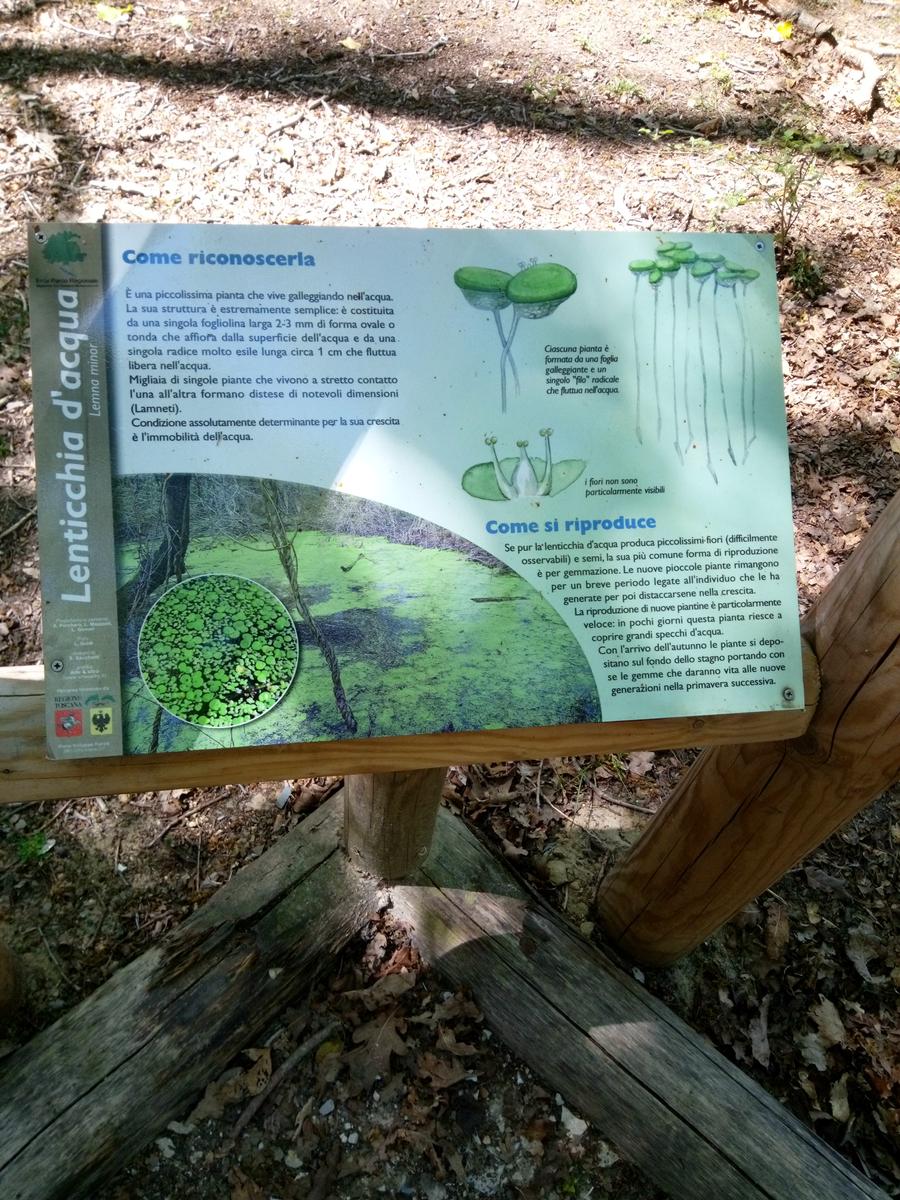 Parco Naturalistico di San Rossore. - foto 3