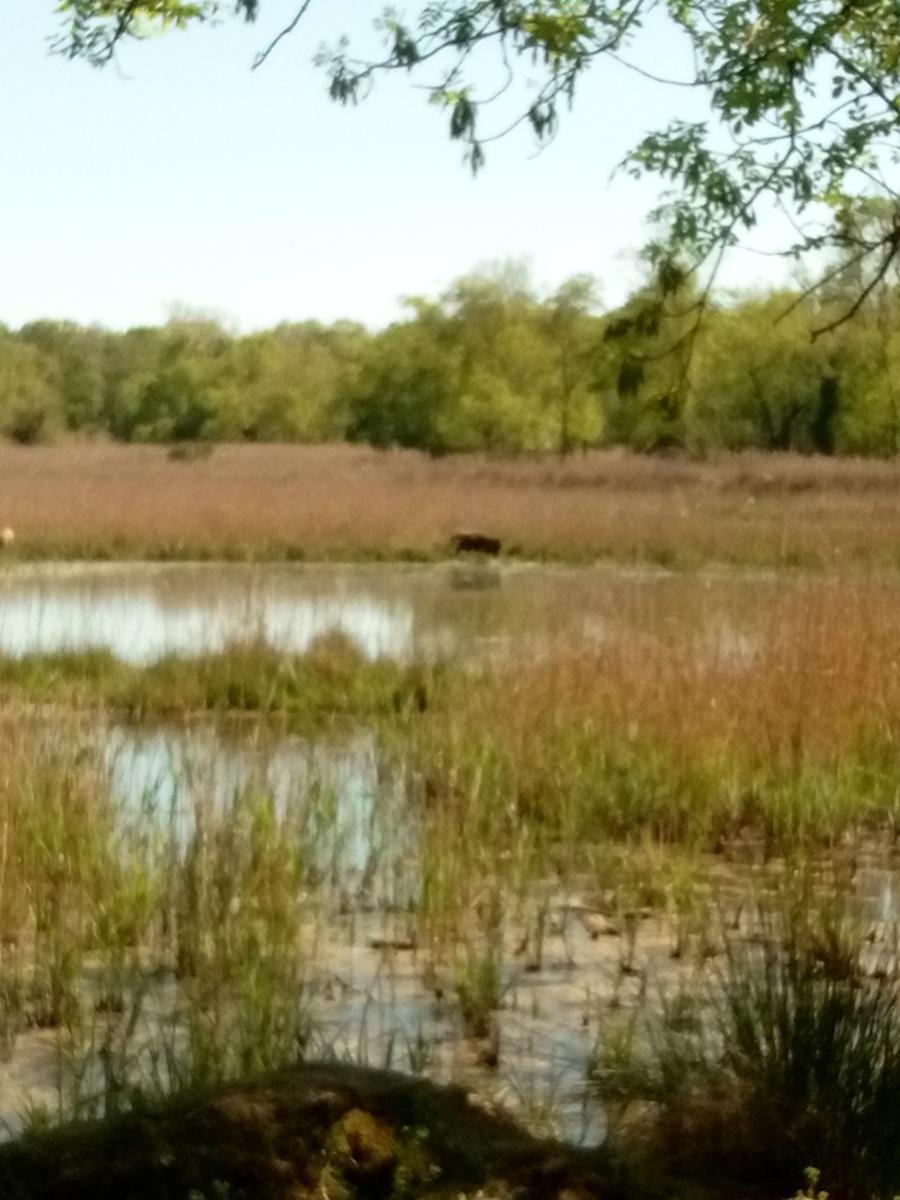 Parco Naturalistico di San Rossore. - foto 4
