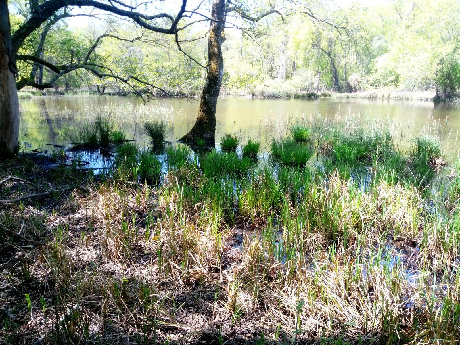 Parco Naturalistico di San Rossore. - foto 5