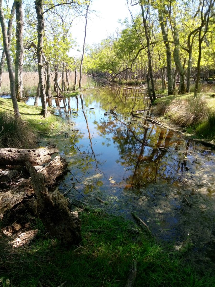 Parco Naturalistico di San Rossore. - foto 9