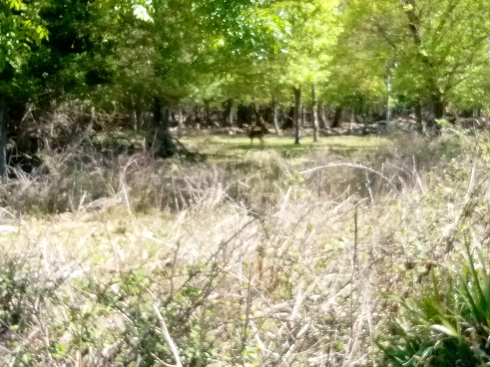 Parco Naturalistico di San Rossore. - foto 12