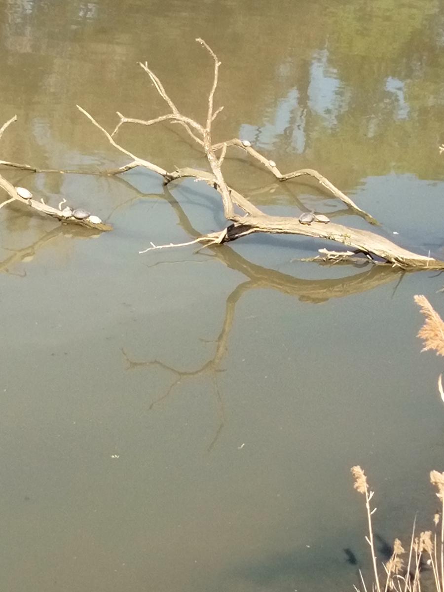 Parco Naturalistico di San Rossore. - foto 15