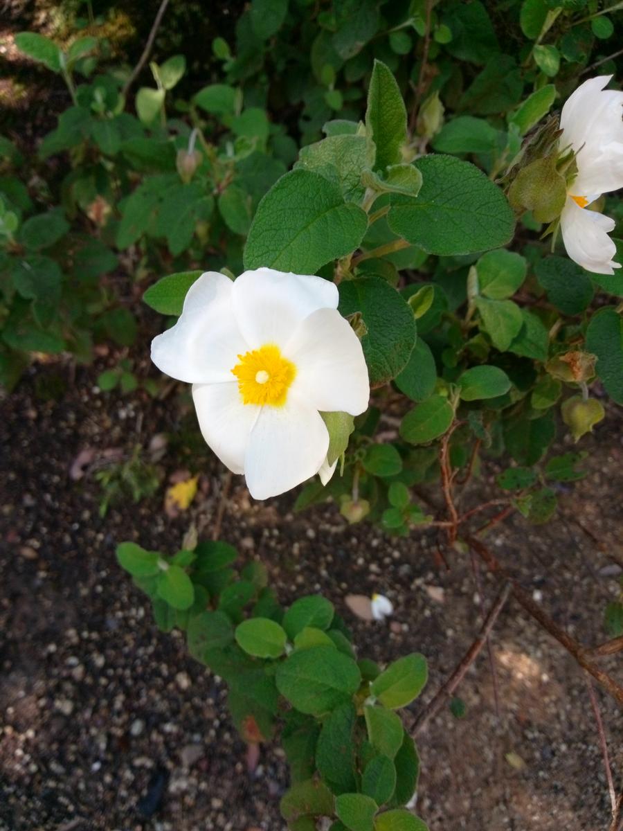 Pian di Rota, il crocione, Poggio Corbolone, cascate dell'Infernaccio - foto 4