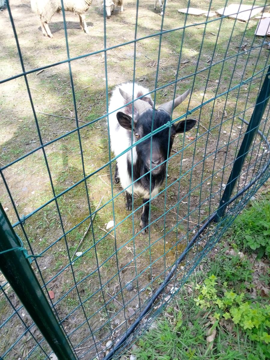 Pian di Rota, il crocione, Poggio Corbolone, cascate dell'Infernaccio - foto 21