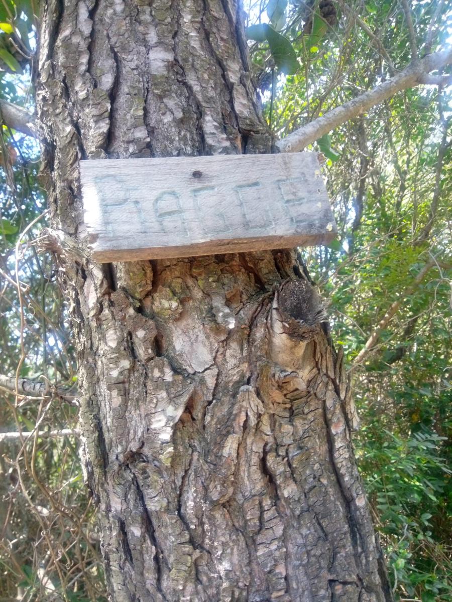 Calignaia - Spiaggia Sonnino - Poggio delle Monachine - Castellaccio - foto 10