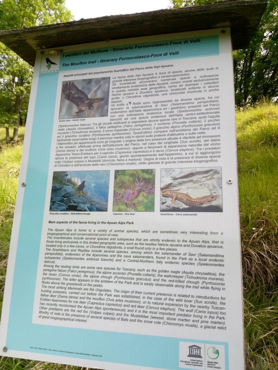 Fornovolasco - Monte Forato - Monte Croce - foto 8