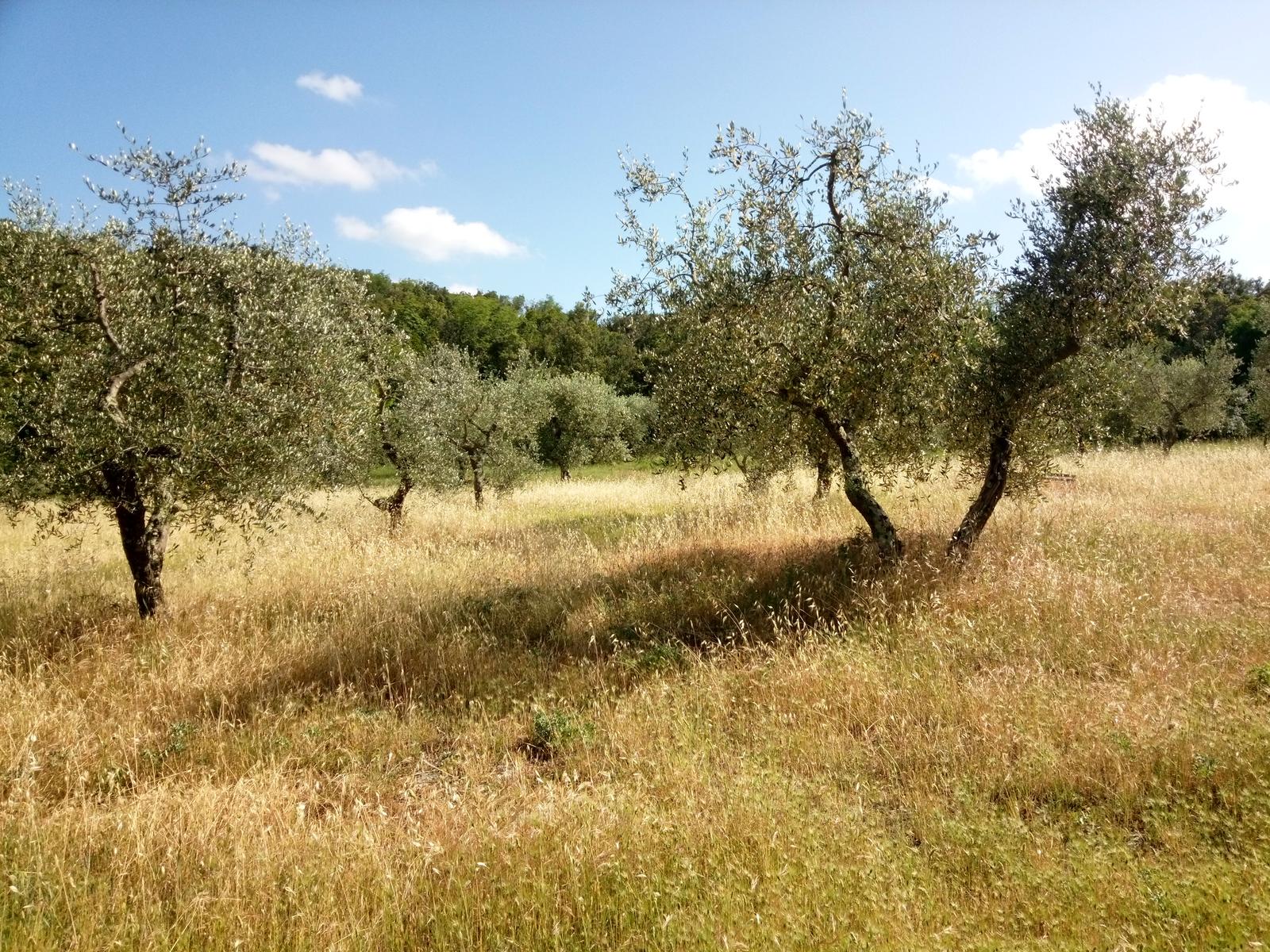 Casale di Pari - Monte Acuto - foto 5
