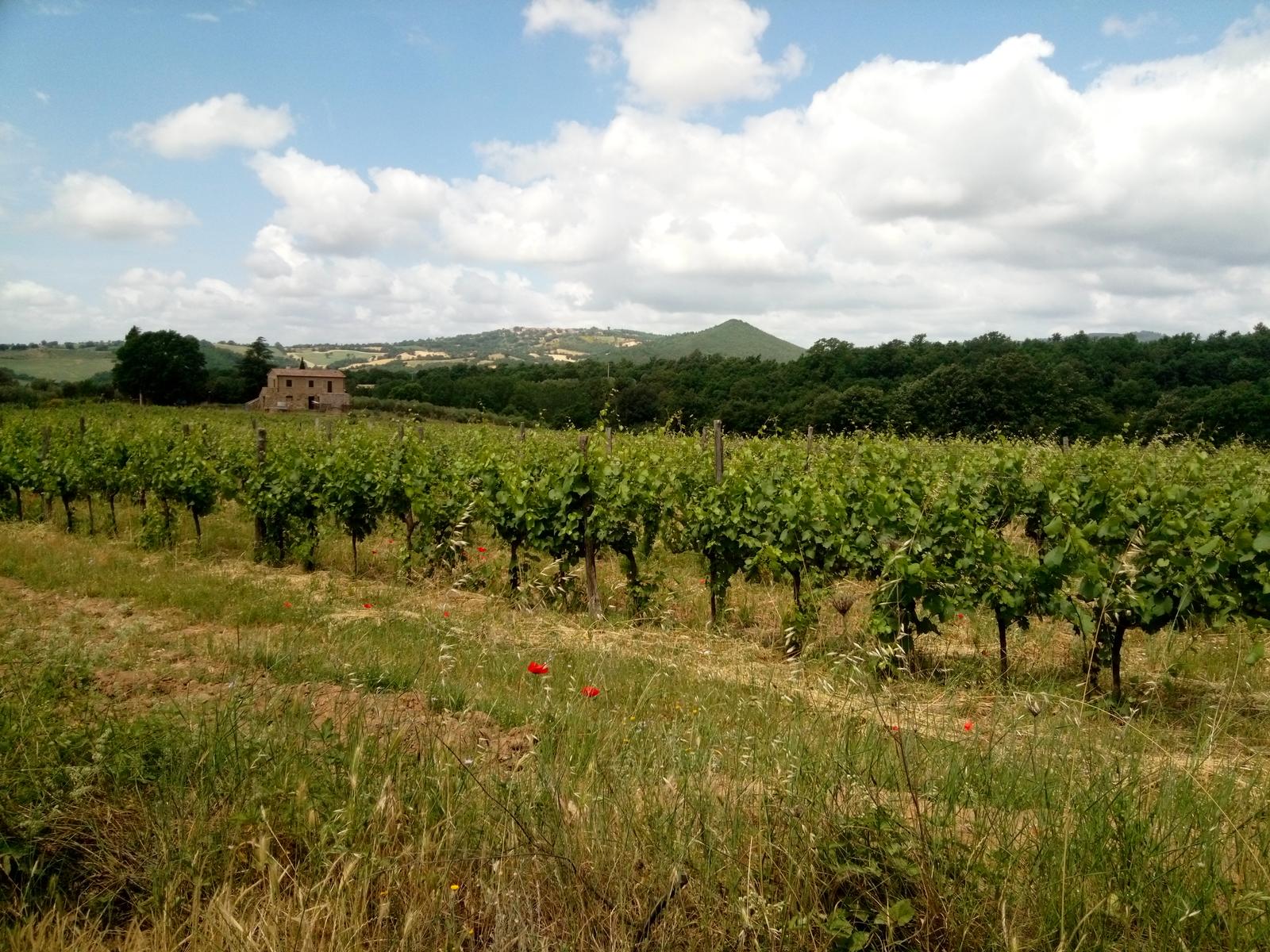 Sovana - Etrusche - Vie Cave