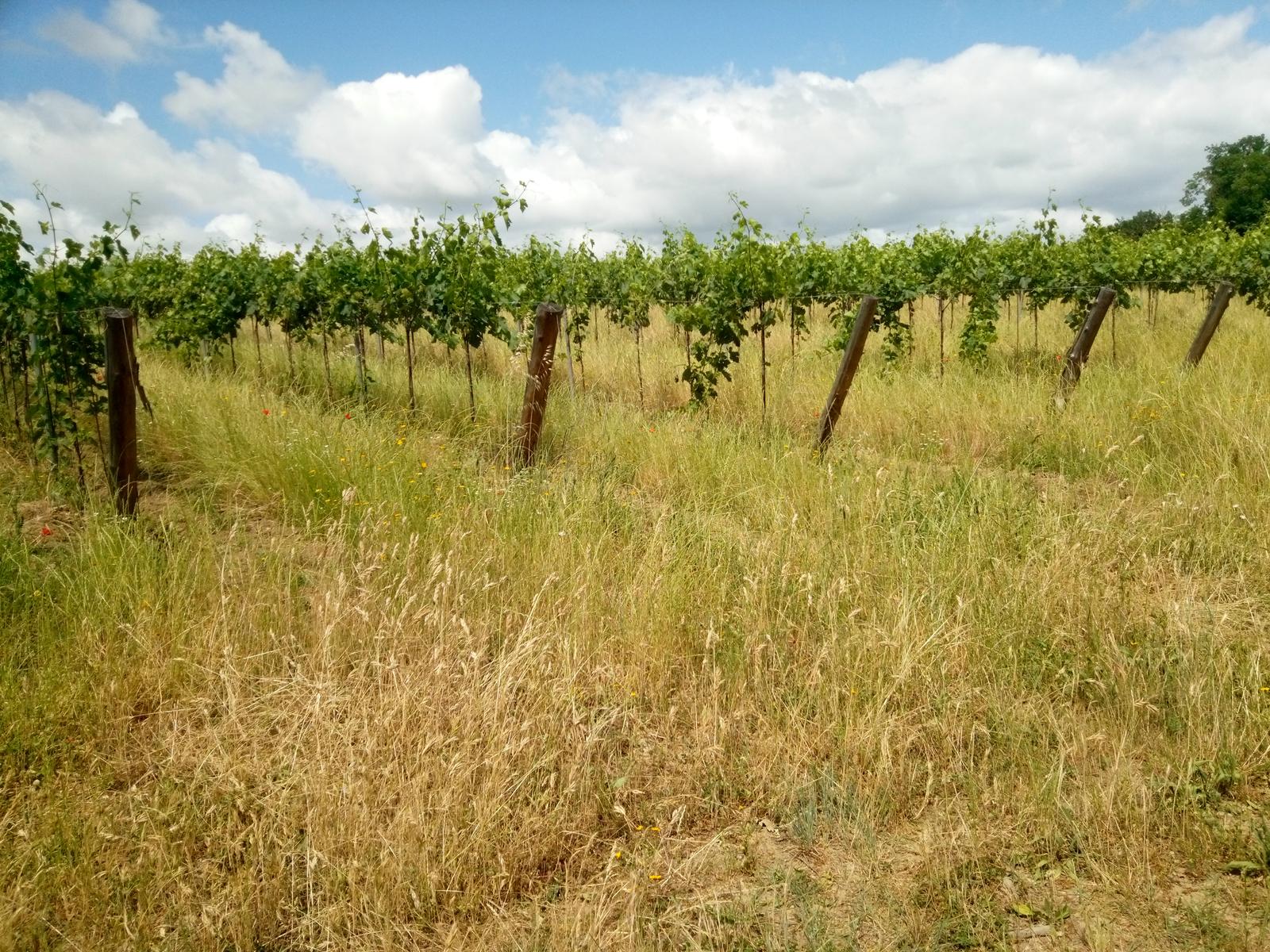 Sovana - Etrusche - Vie Cave - foto 21