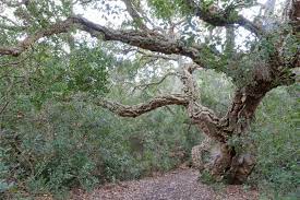 Bosco della patanella - foto 2