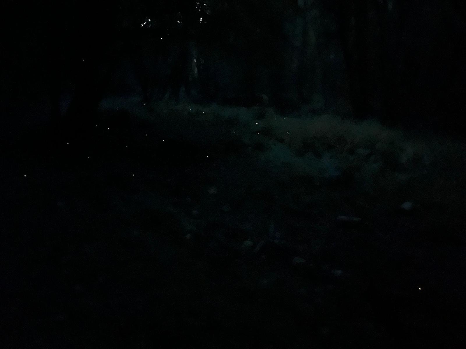 Livorno - Sambuca - Valle Benedetta - Lucciole - foto 6