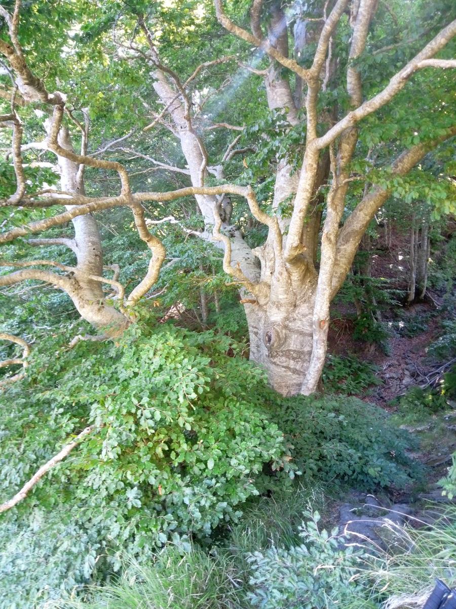 4monti - Monte Macina - Monte Sella - Monte fiocca - Monte Sumbra - foto 11