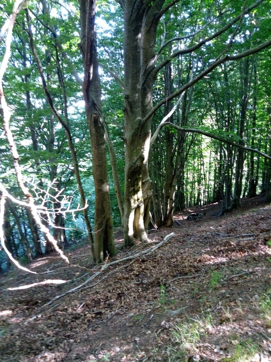 4monti - Monte Macina - Monte Sella - Monte fiocca - Monte Sumbra - foto 20