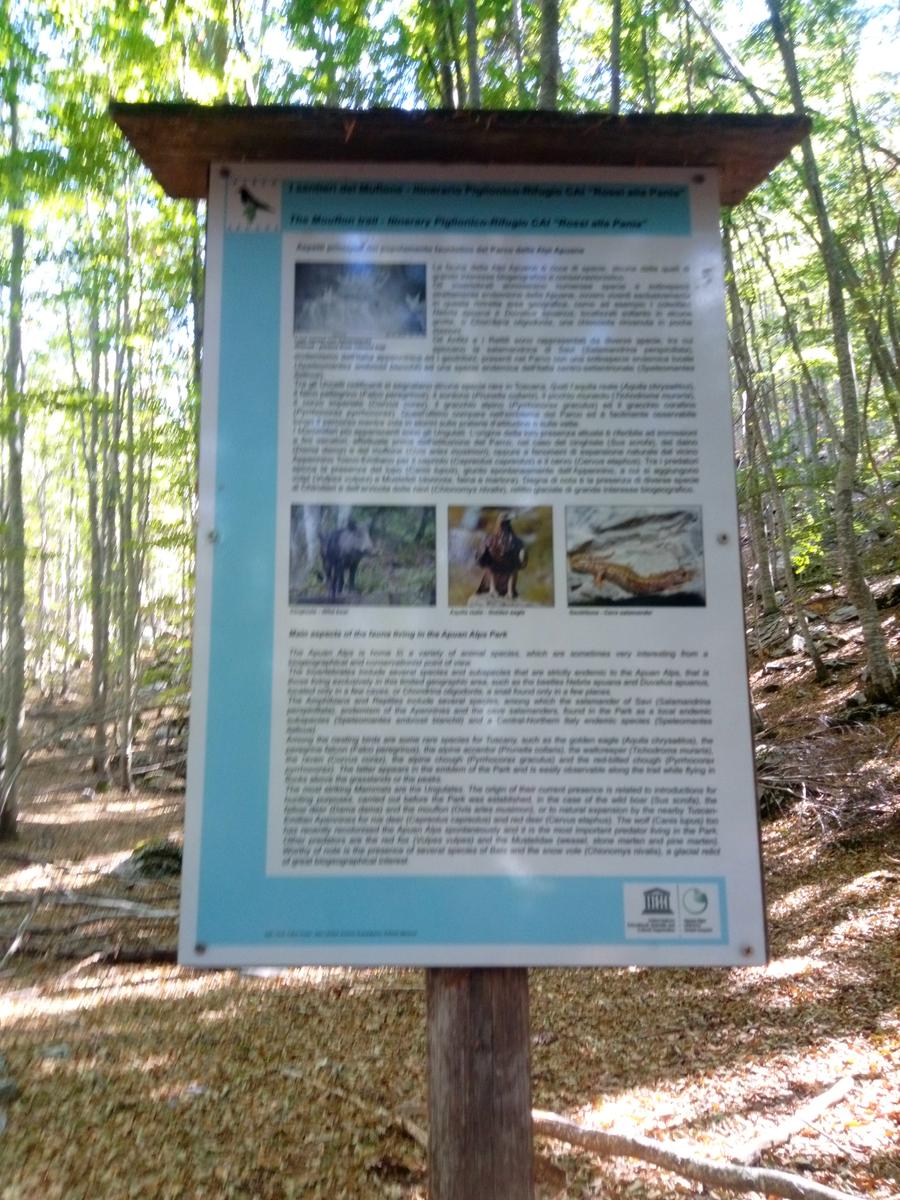 Pania della Croce - Uomo Morto - Pania Secca - foto 8