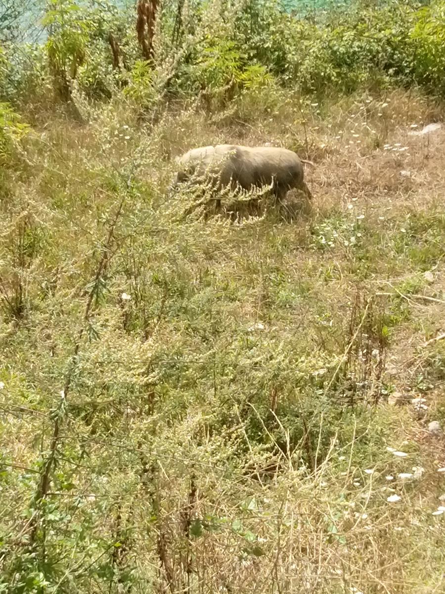 Lago di vagli - Vagli di sotto - Ponte sospeso - foto 9