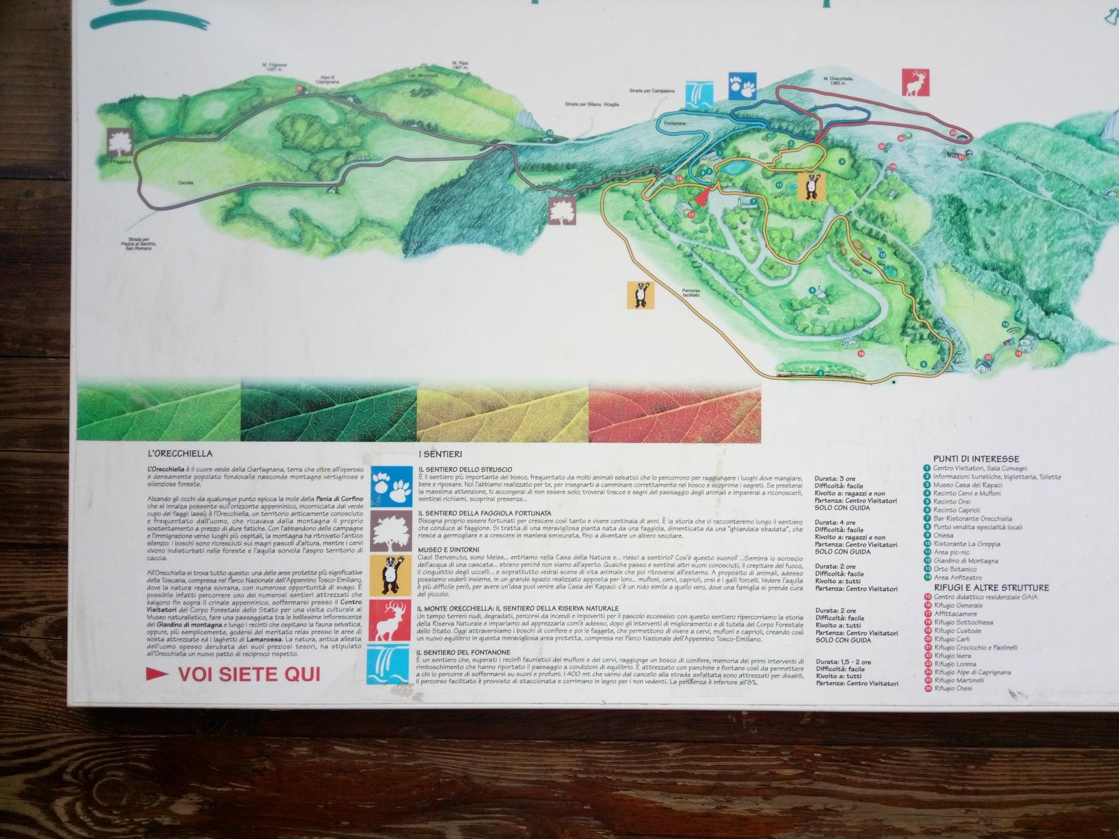 Orechiella Sulcina - foto 2