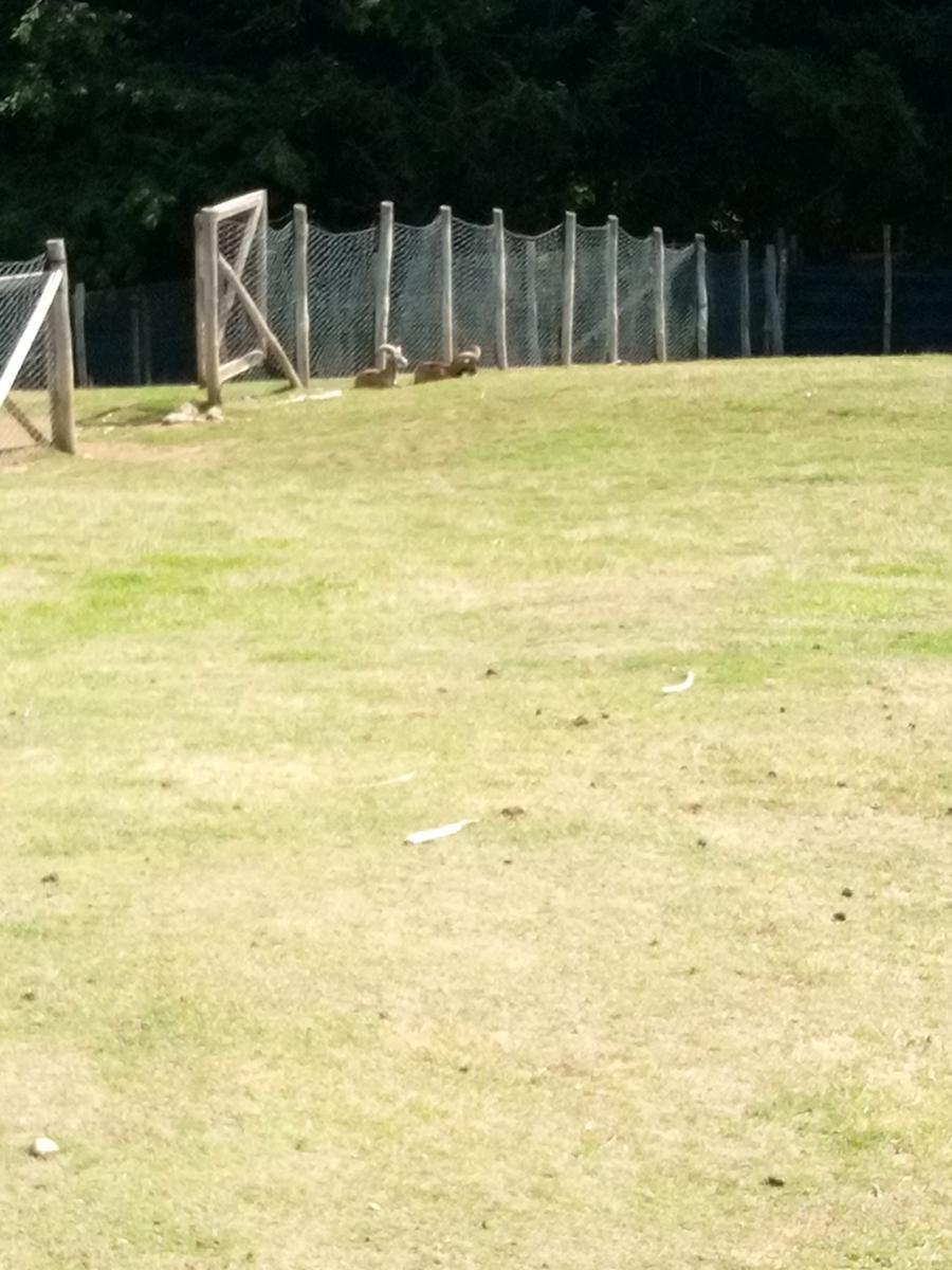 Orechiella Sulcina - foto 3