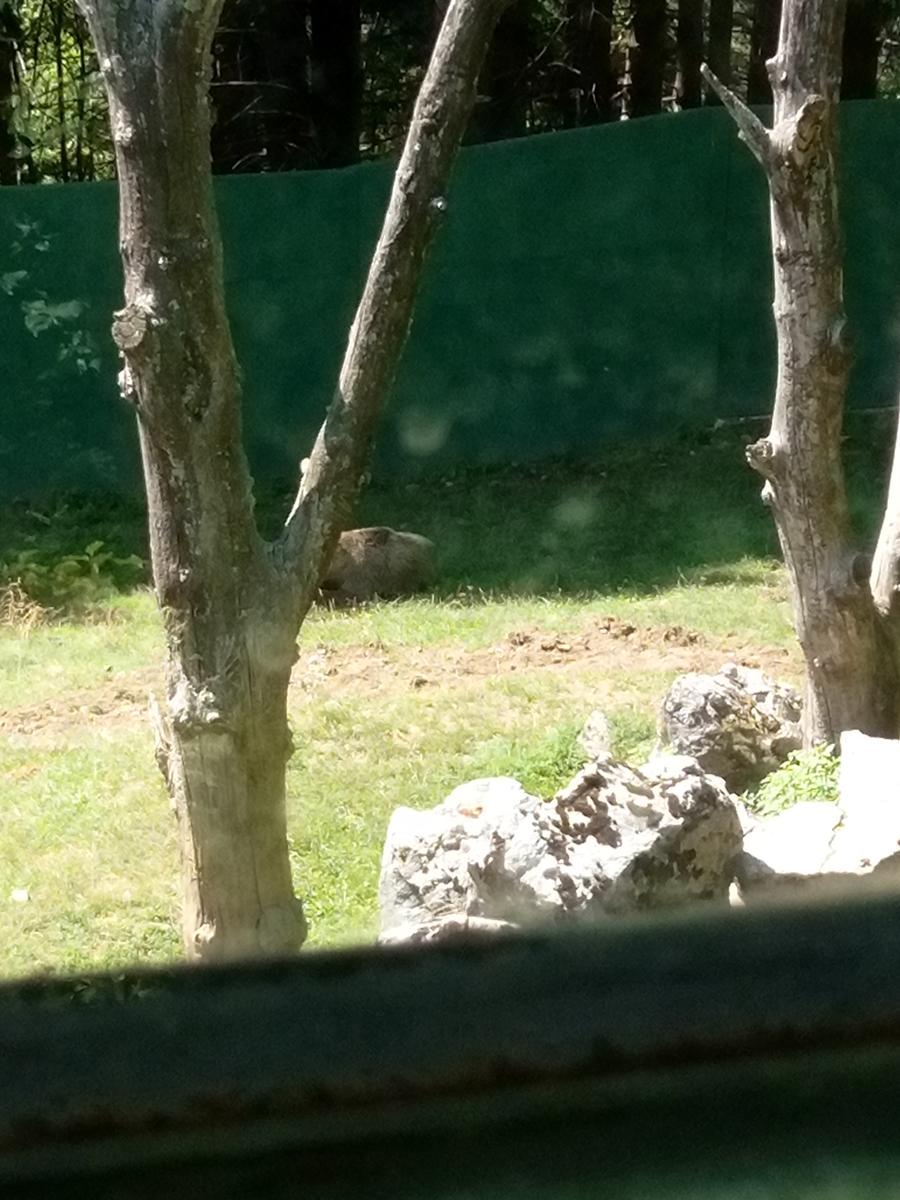 Orechiella Sulcina - foto 4