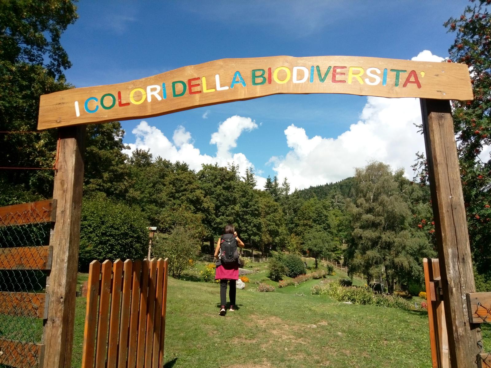 Orechiella Sulcina - foto 5