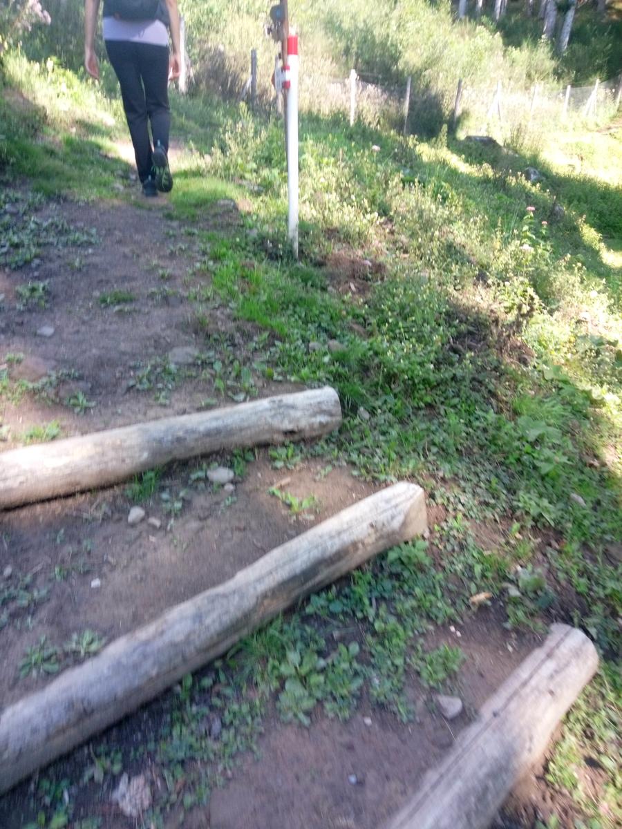 Orechiella Sulcina - foto 6