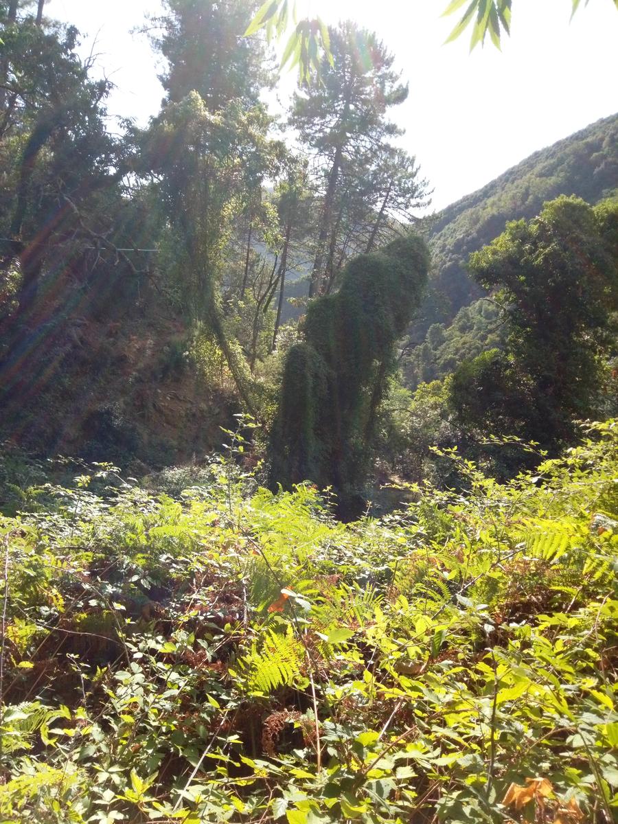 La Culla -Monte Gabberi - Monte Lieto - Sant'Anna di Stazzema - Con Friends In trekking - foto 14