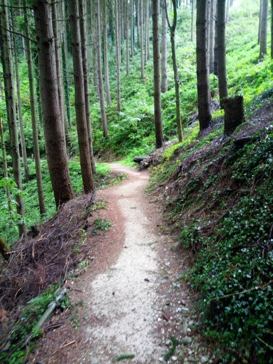 Passo del Lucese - Rifugio La Casa del Maestro - Baita Verde - Baita Barsi