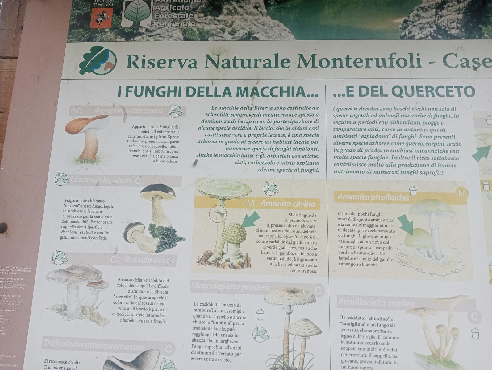 Parco Caselli - Cascata Caselli - foto 9