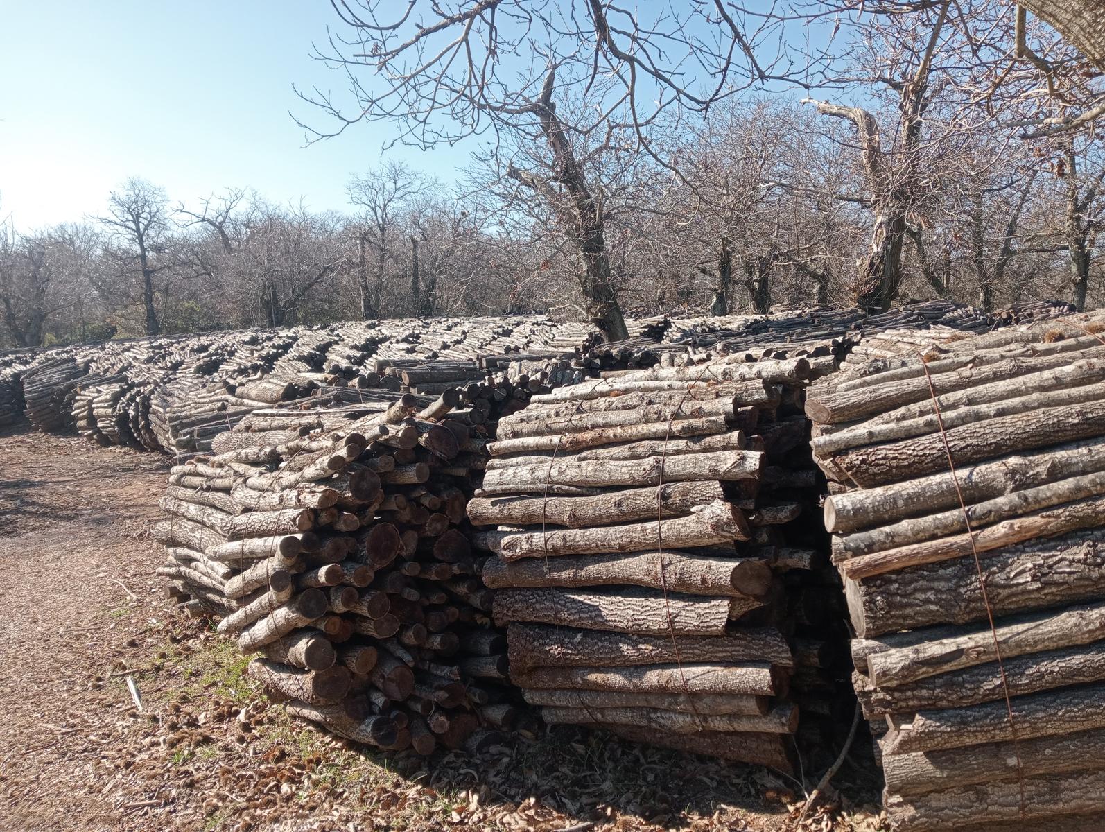 Sasso Pisano - Fumarole - Anello con Friends in trekking - foto 11