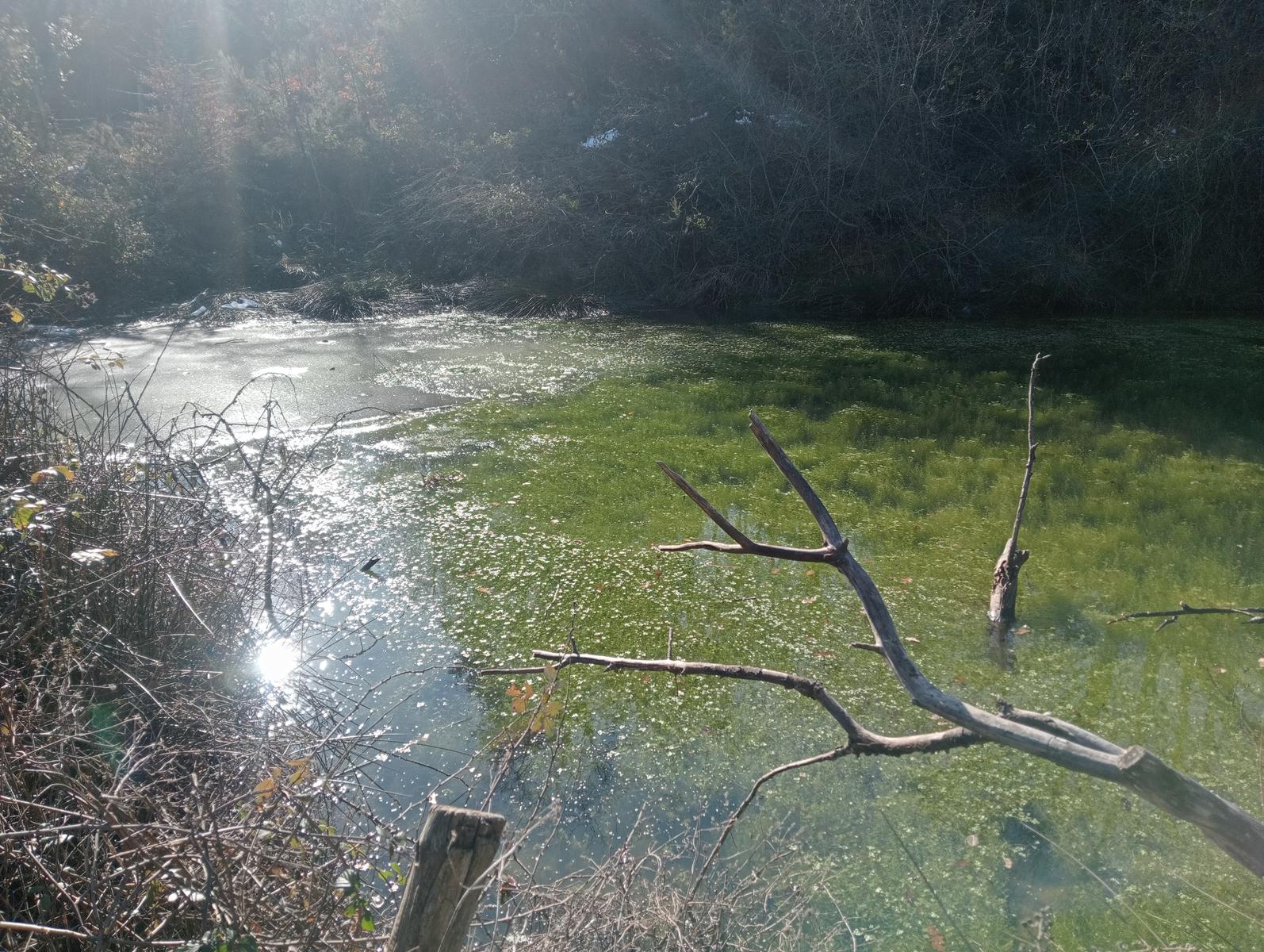 Sasso Pisano - Fumarole - Anello con Friends in trekking - foto 13