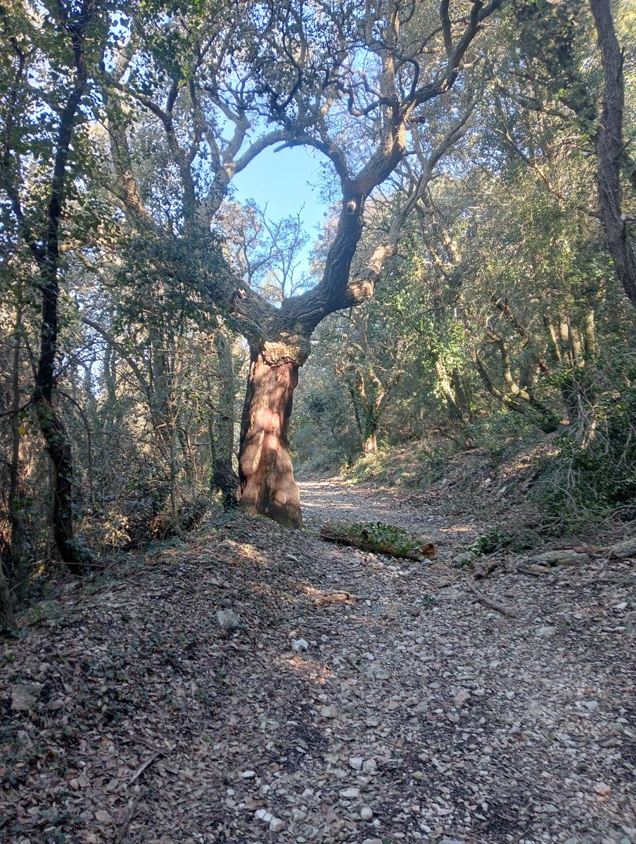 Sasso Pisano - Fumarole - Anello con Friends in trekking - foto 19