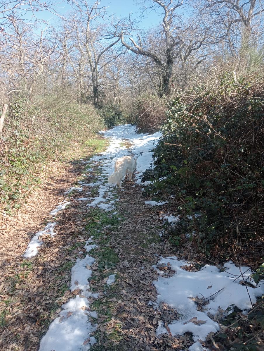 Sasso Pisano - Fumarole - Anello con Friends in trekking - foto 23