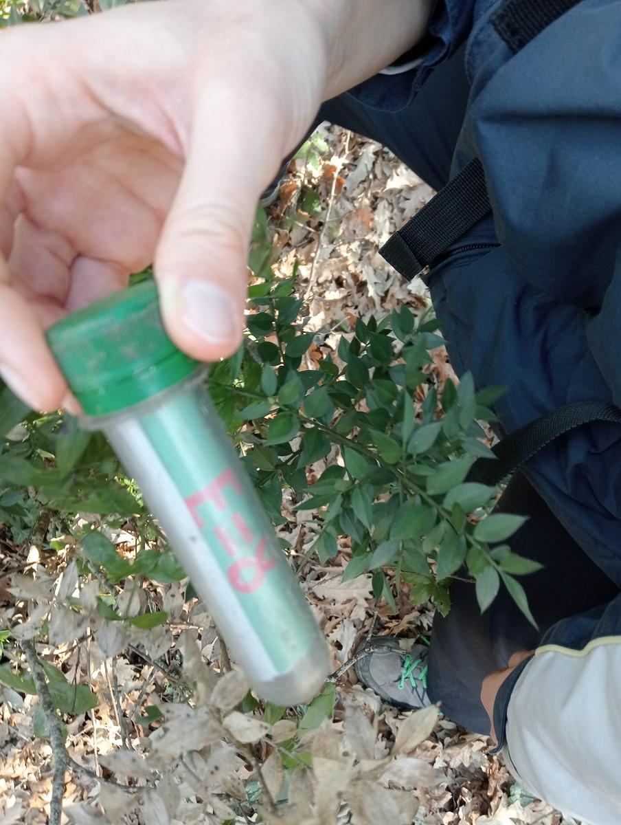 Castagneto Carducci - Geocache - Sassetta - foto 6