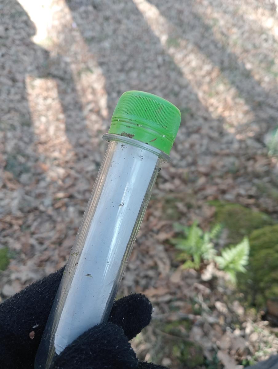 Castagneto Carducci - Geocache - Sassetta - foto 21