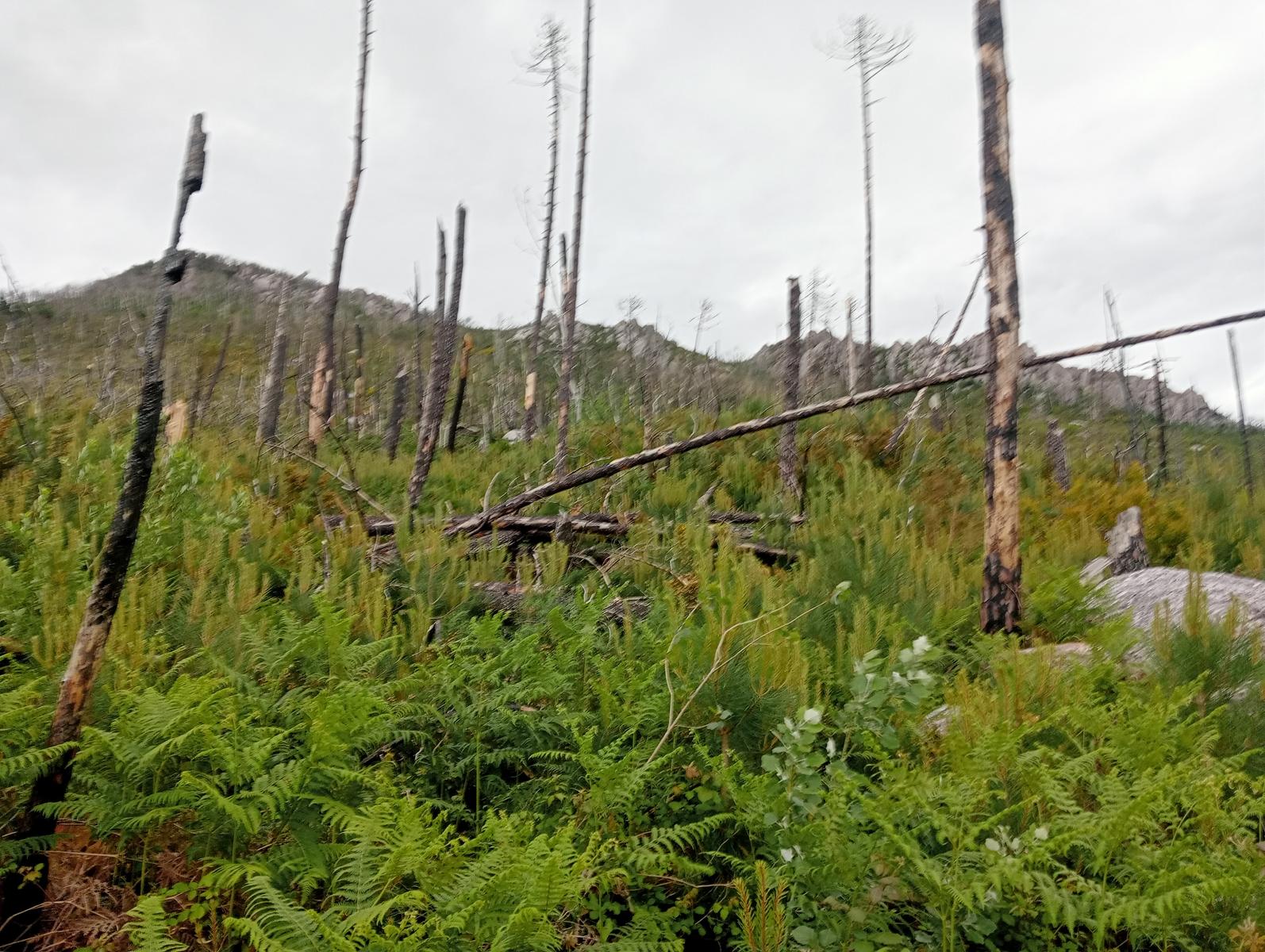 Caprona - Verruca - Torre degli Upezzinghi - foto 9