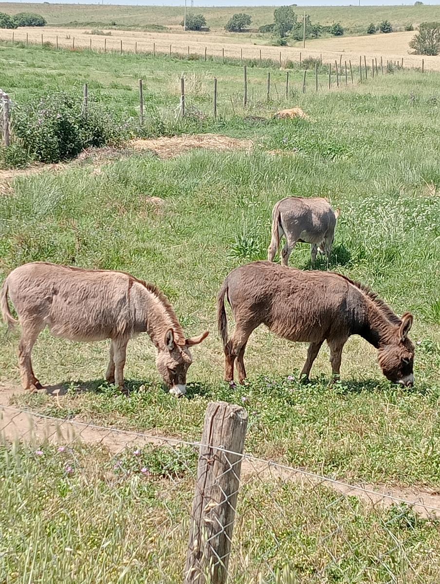 Castello di Vulci e parco archeologico - foto 7