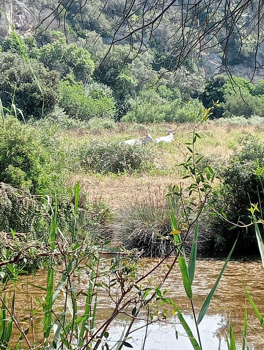 Parco maremma - Cala di Forno - foto 2