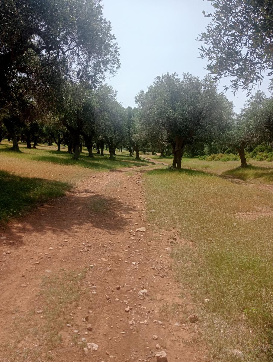 Parco maremma - Cala di Forno - foto 3