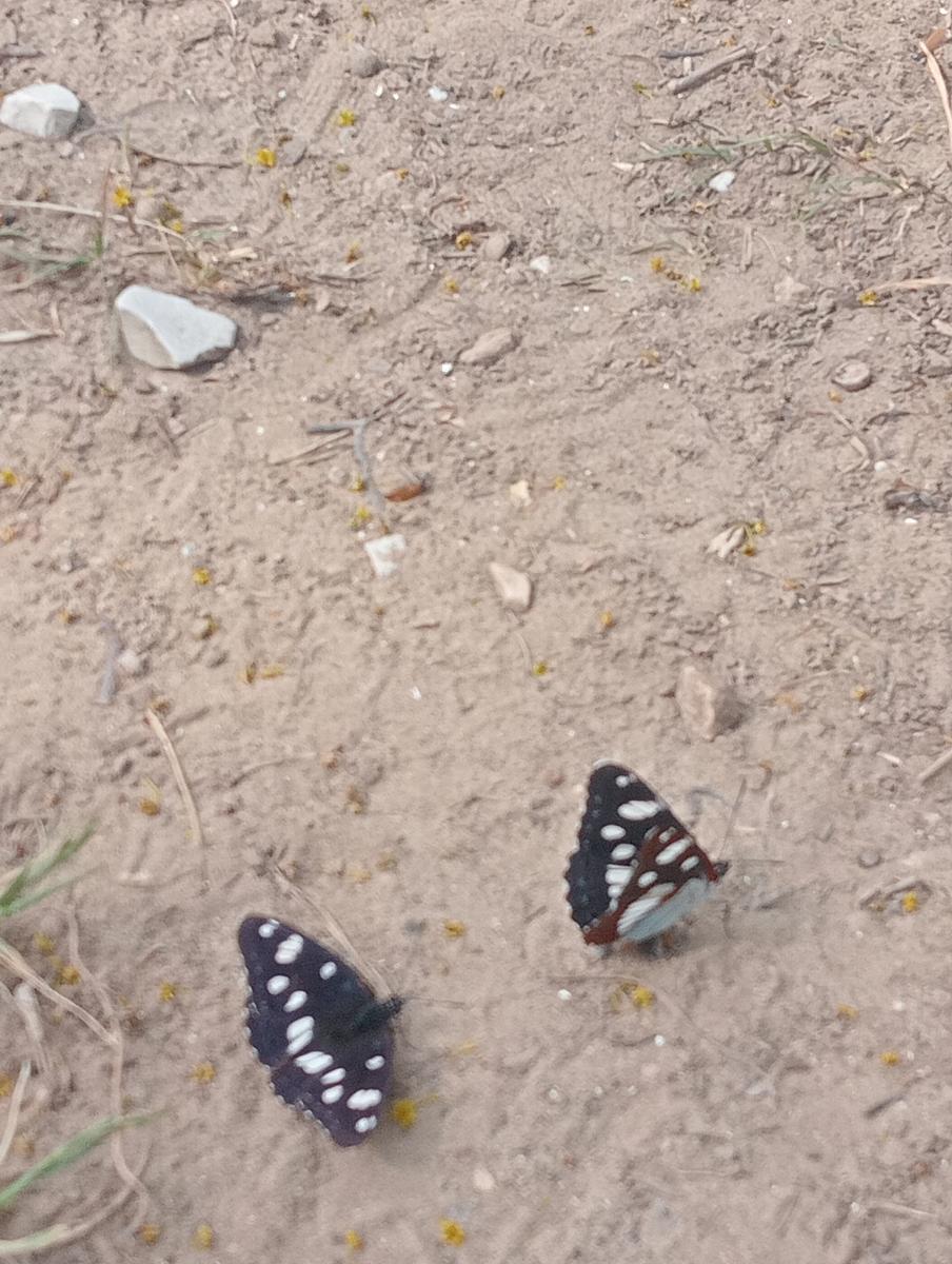 Parco maremma - Cala di Forno - foto 8