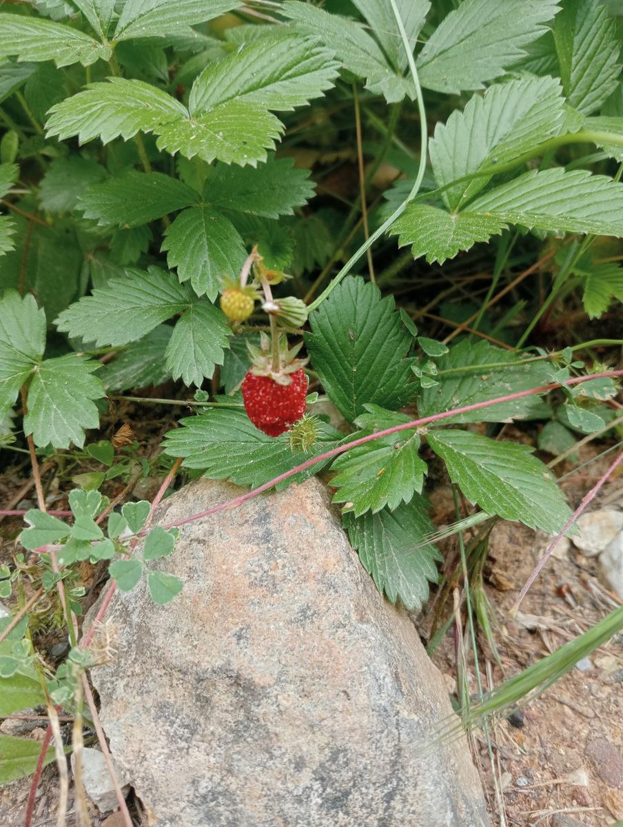 Parole d'oro Zano - foto 2