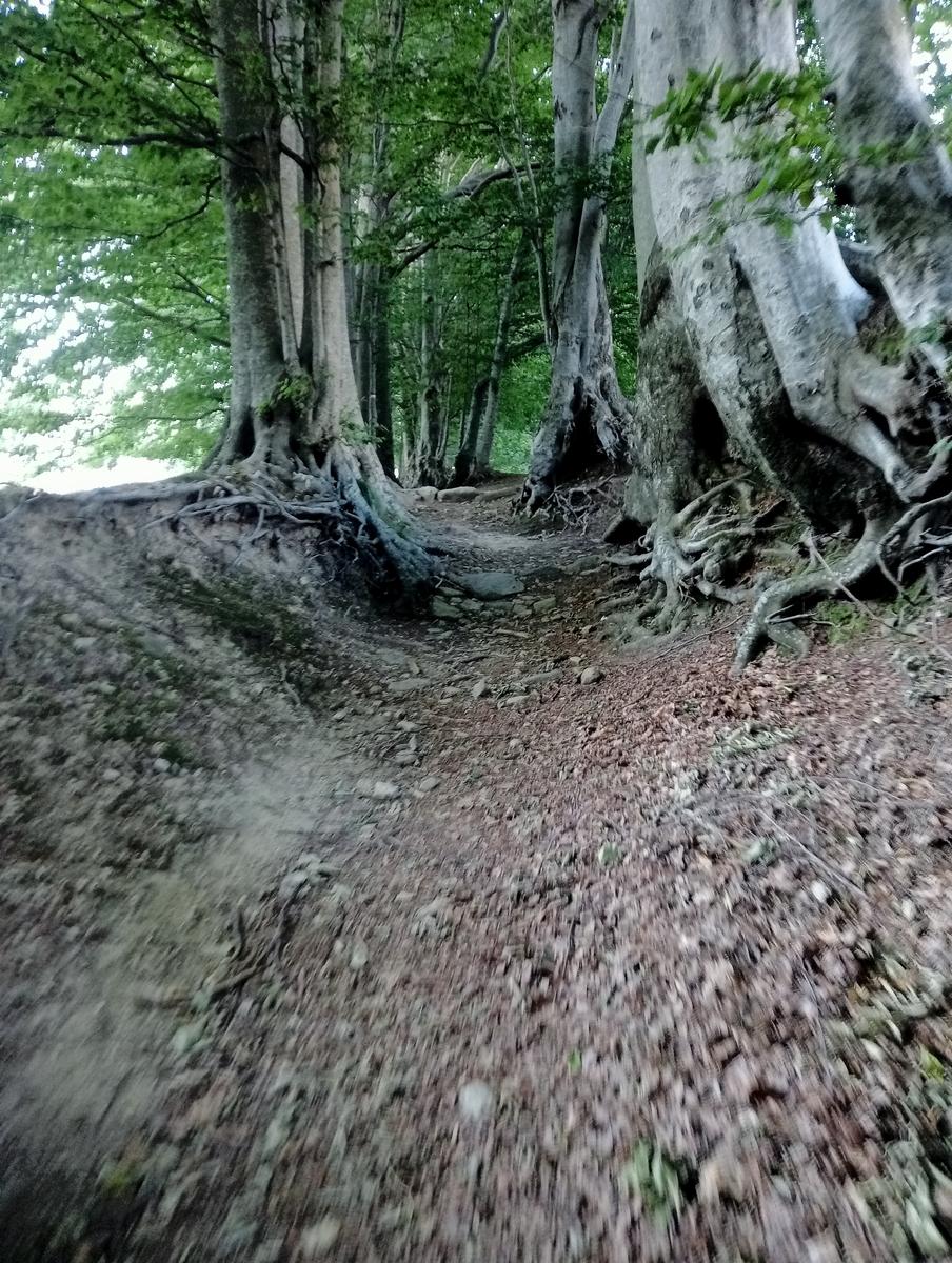 Puntato - Monte Freddone - Monte Paglino - foto 12