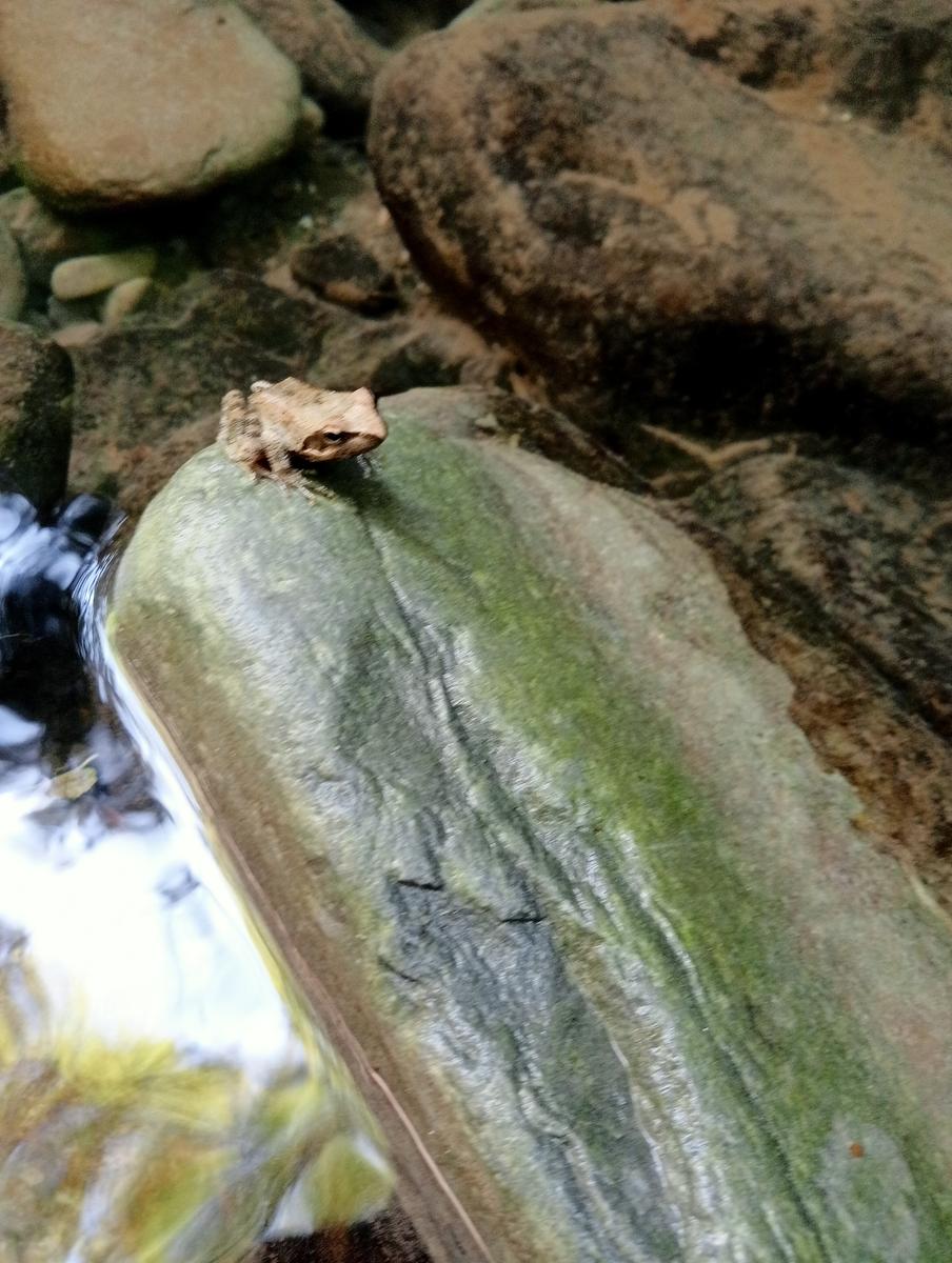 Stretti di Giaredo - canyoning - foto 4