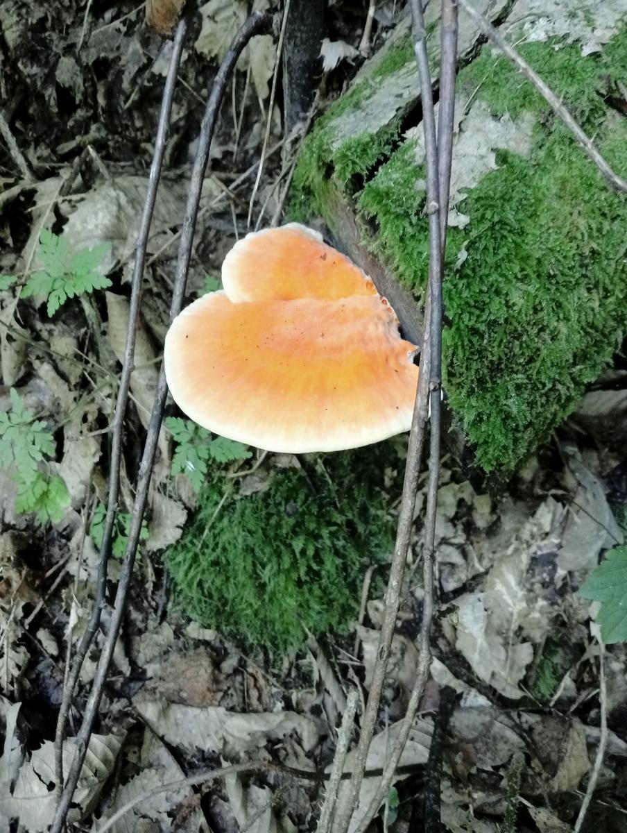 Lucese - Prana - Baita Barsi - Baita Verde - Campo all'orzo