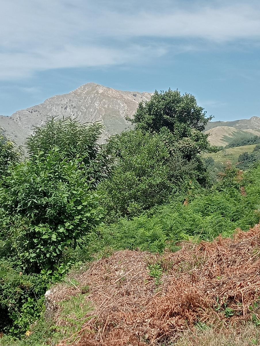 Lucese - Prana - Baita Barsi - Baita Verde - Campo all'orzo - foto 2