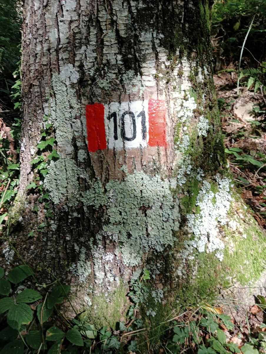 Lucese - Prana - Baita Barsi - Baita Verde - Campo all'orzo - foto 15