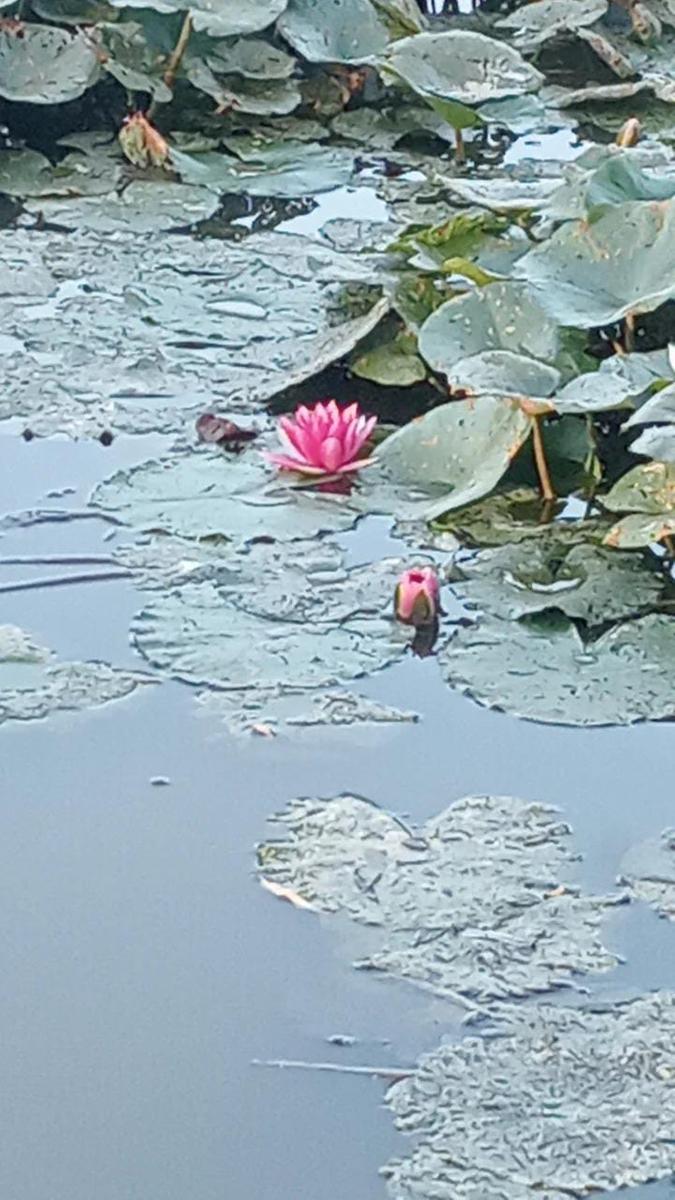 Massaciuccoli -villa di Puccini - Tempio Buddista Shintoista galleggiante - foto 5