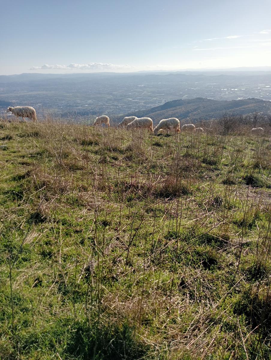 Prato - Rio Buti - Monte Maggiore - Croce della Retaia - foto 12