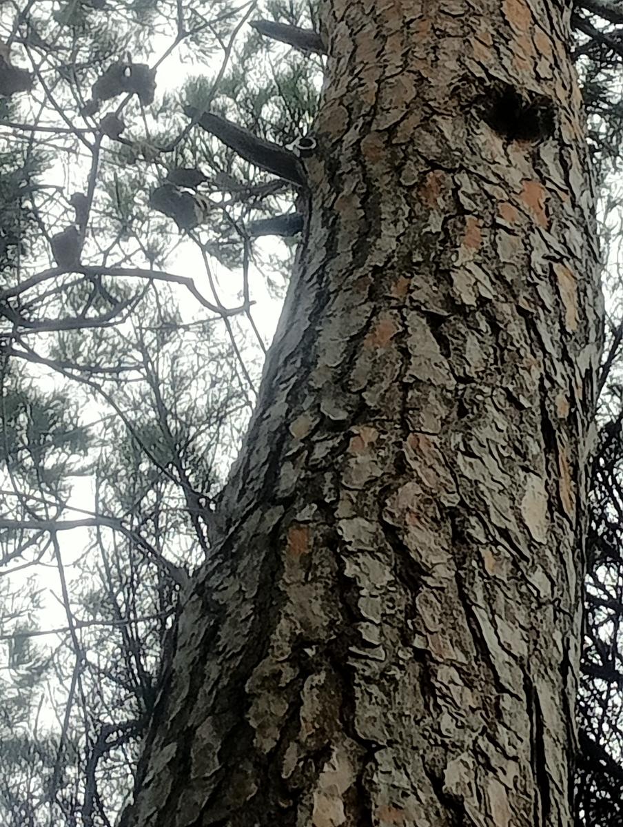 Marina di Cecina - Geocaching - foto 2